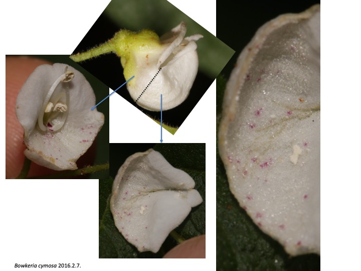 Bowkeria Stilbaceae　ボウケリア　ボーケリア　スチルベ