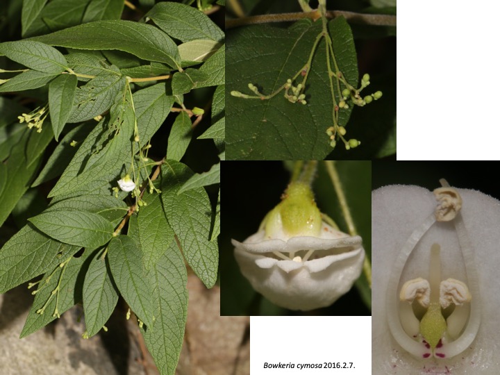 Bowkeria Stilbaceae　ボウケリア　スチルベ　ボーケリア