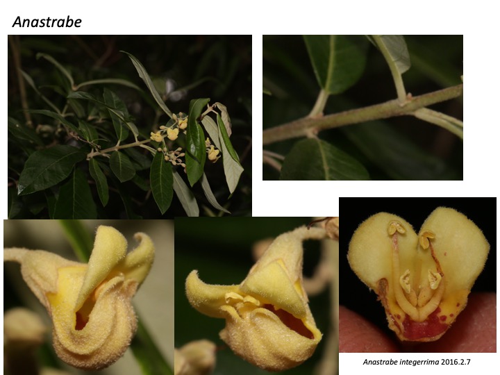 Anastrabe Bowkeria Stilbaceae　アナストラベ　ボーケリア　ボウケリア　スチルベ
