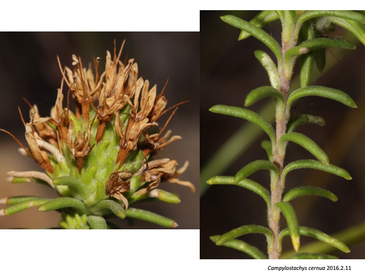 Campylostachys Stilbaceae　カンピロスタキス　スチルベ