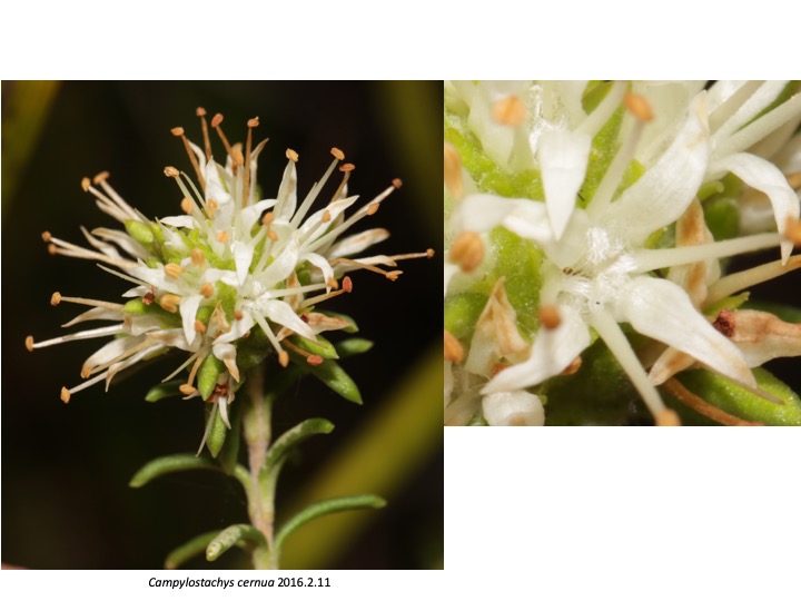 Campylostachys Stilbaceae　カンピロスタキス　スチルベ