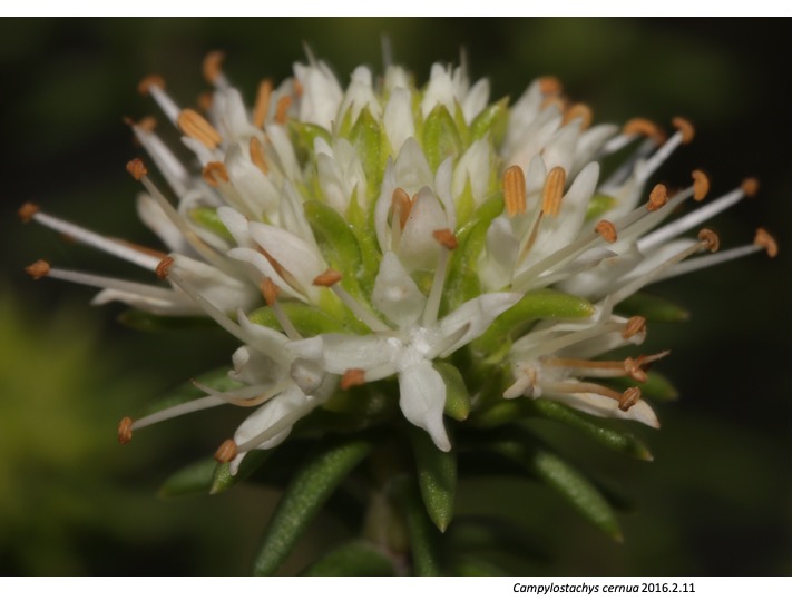 Campylostachys Stilbaceae　カンピロスタキス　スチルベ