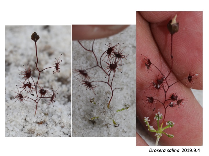 Drosera salina