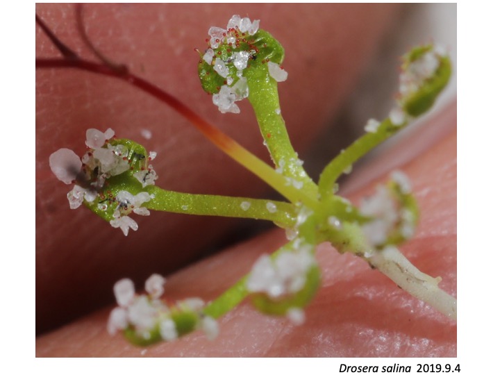 Drosera salina