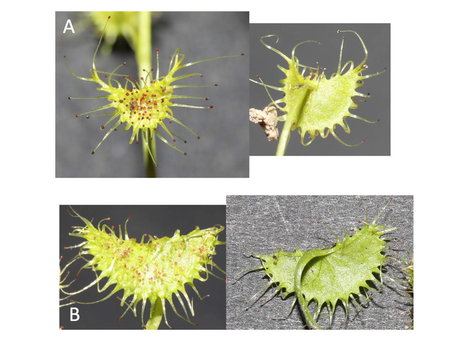 Drosera lunata イシモチソウ