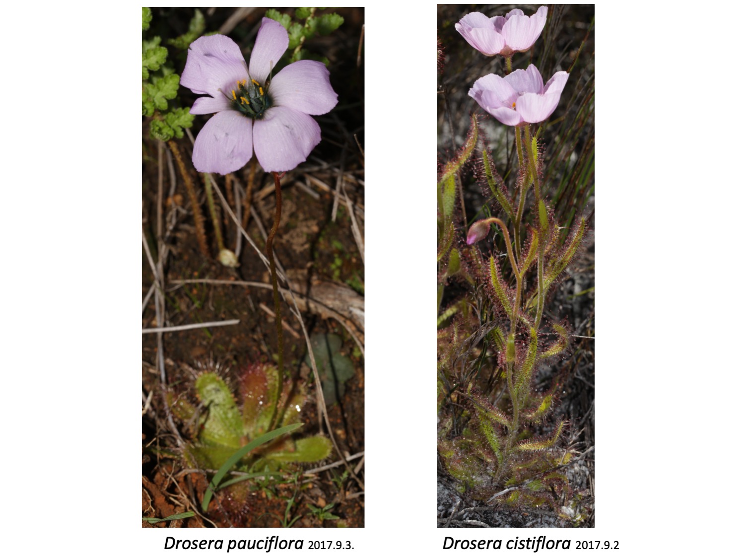 Drosera pauciflora cistiflora