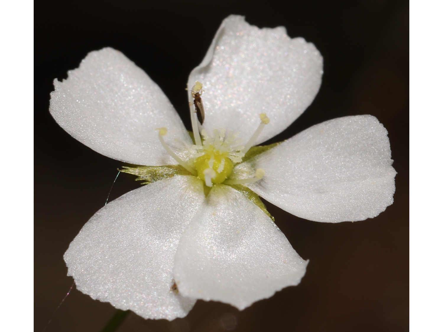 Drosera lunata イシモチソウ