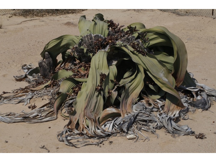 Welwitschia キソウテンガイ