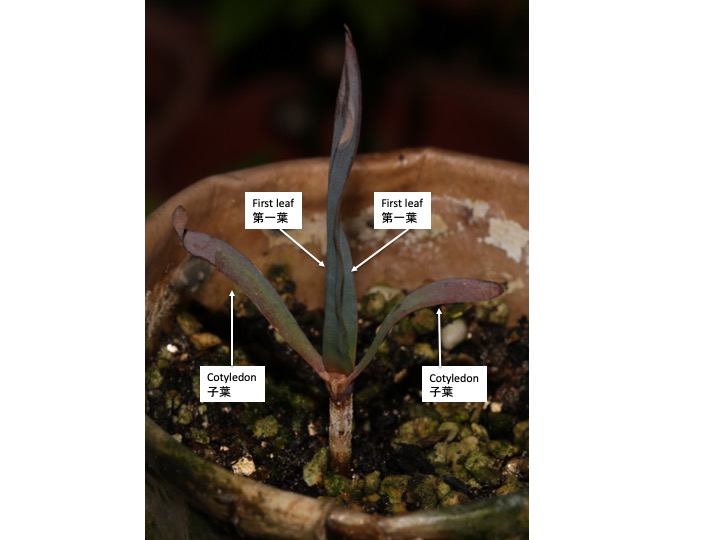 Welwitschia キソウテンガイ