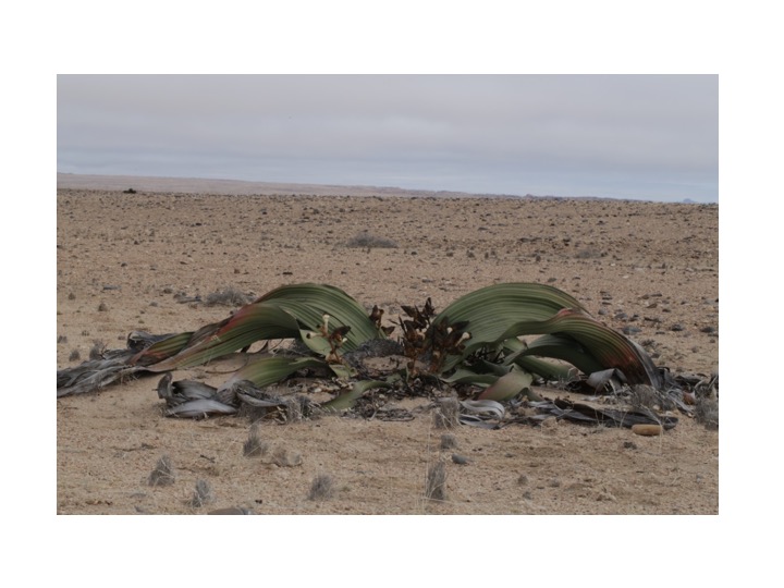 奇想天外 Welwitschia Mirabilis