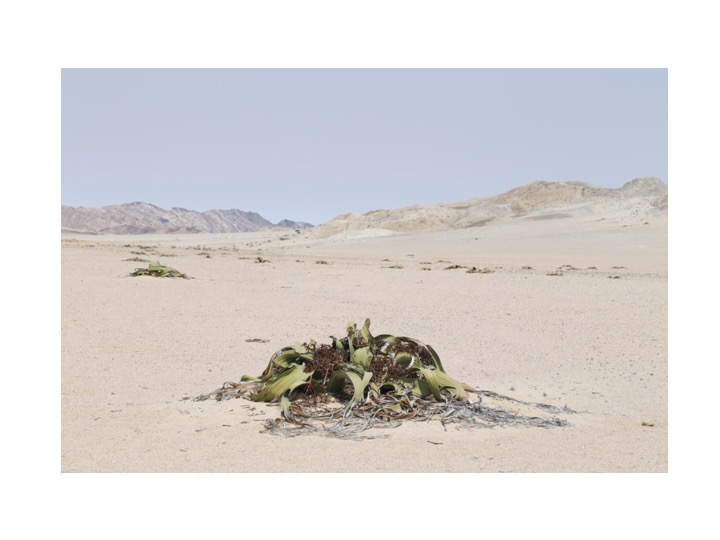 Welwitschia キソウテンガイ