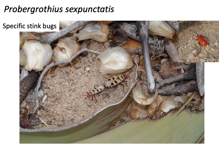 Welwitschia キソウテンガイ