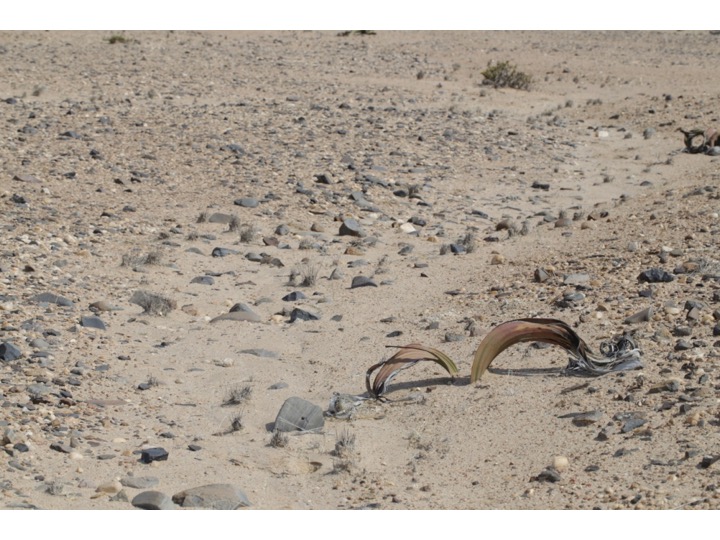 Welwitschia キソウテンガイ