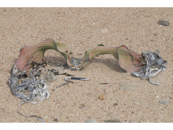 Welwitschia キソウテンガイ