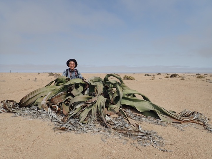 Welwitschia キソウテンガイ