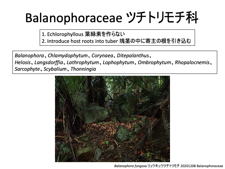 Balanophora ツチトリモチ