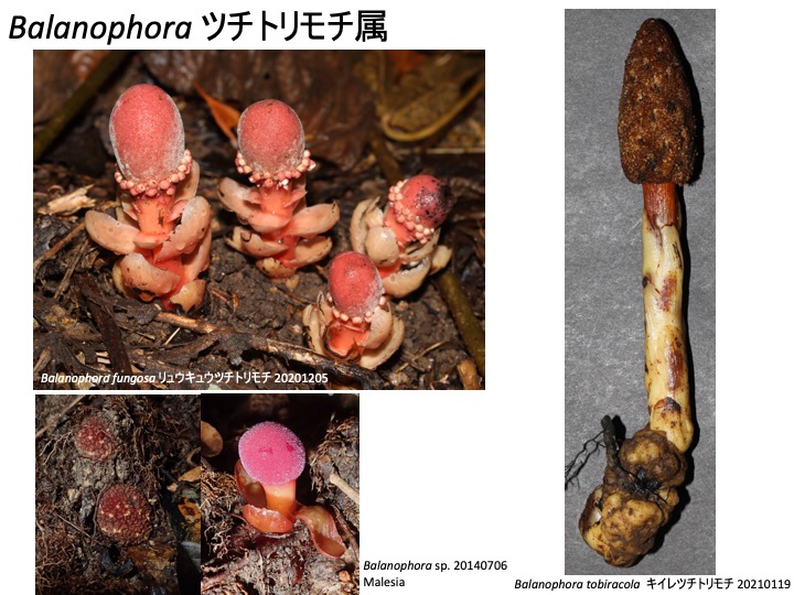 Balanophora ツチトリモチ