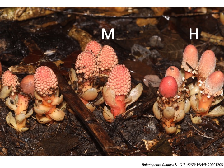 Balanophora ツチトリモチ