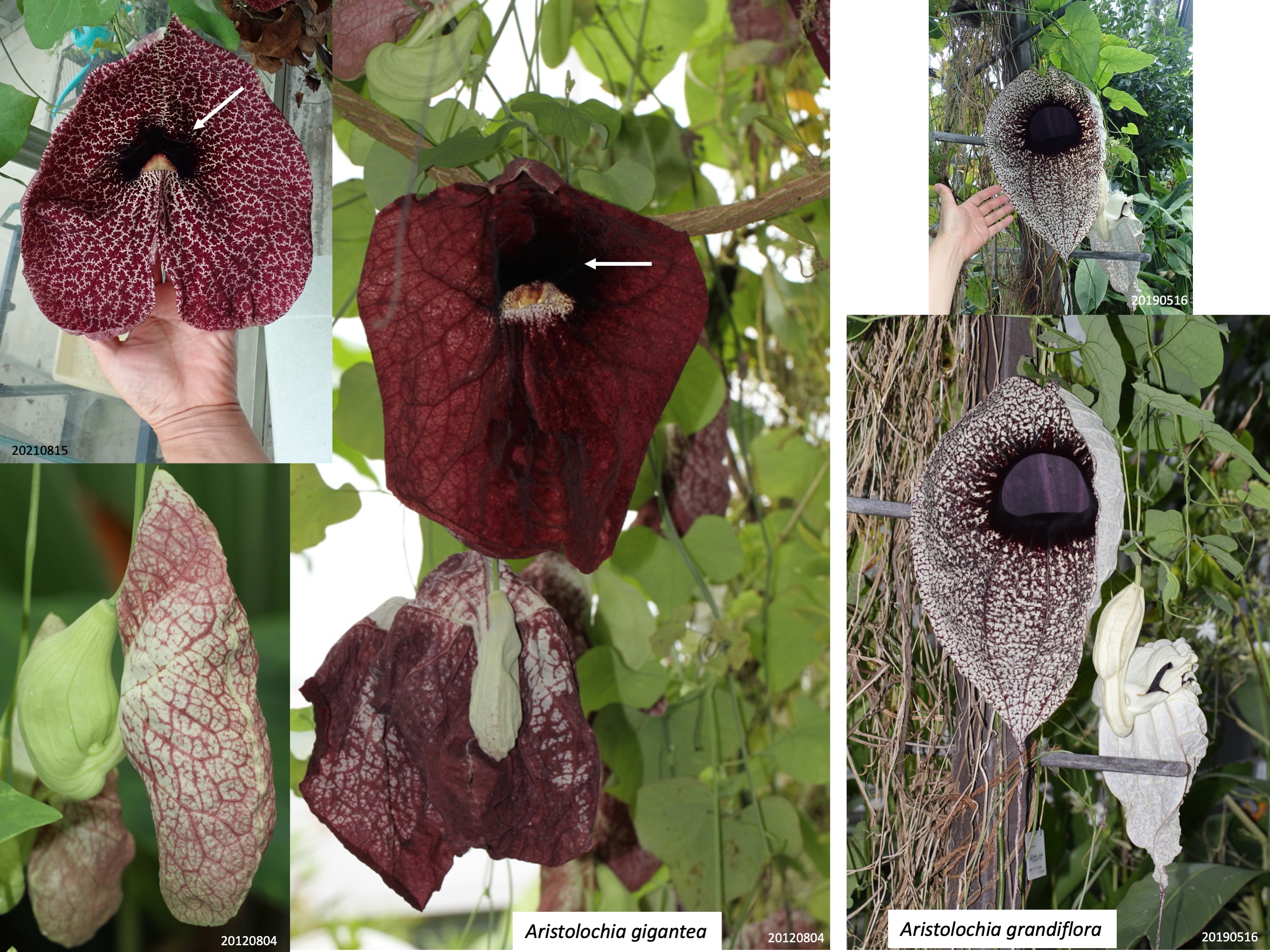 Aristolochia