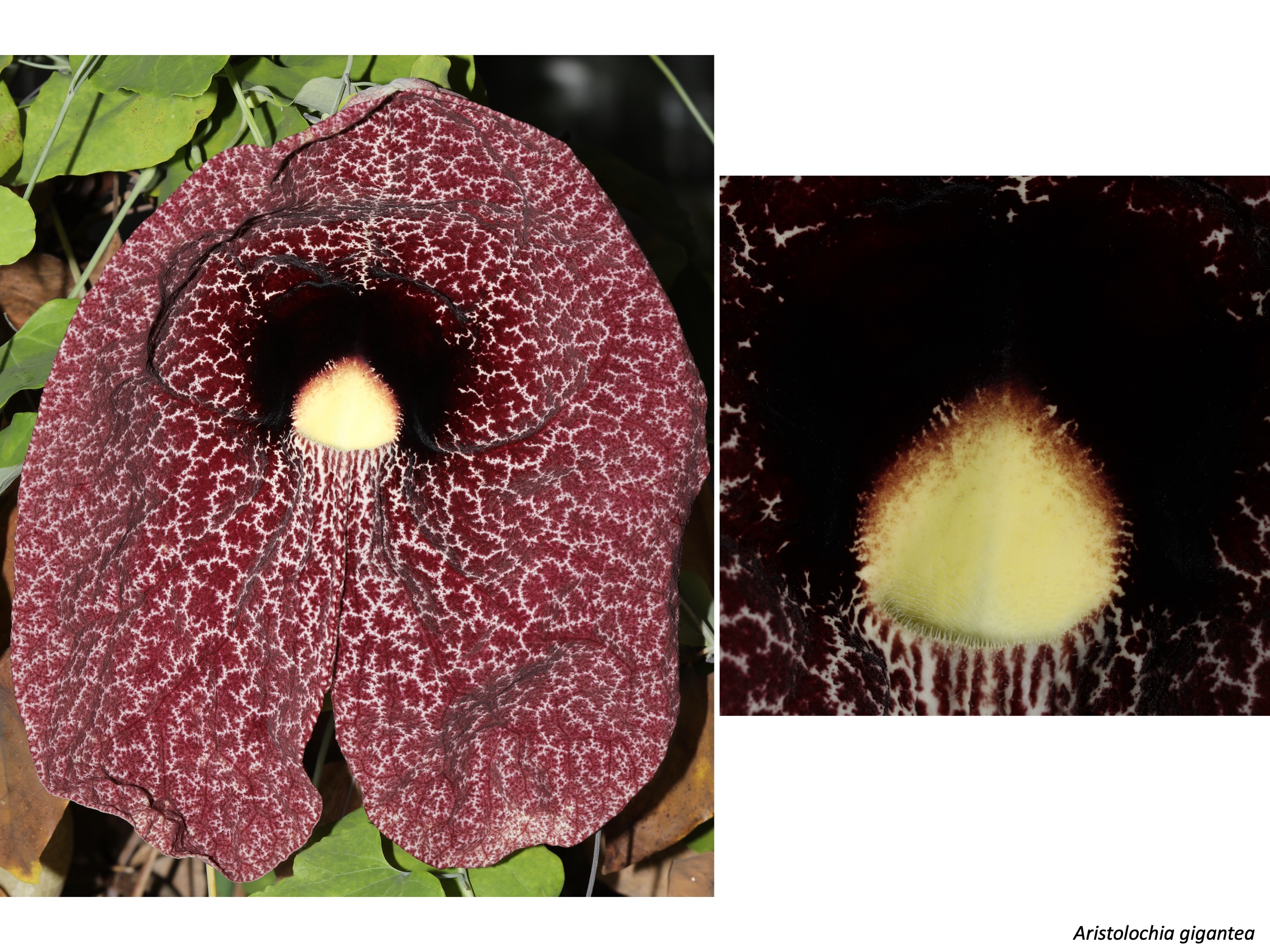 Aristolochia