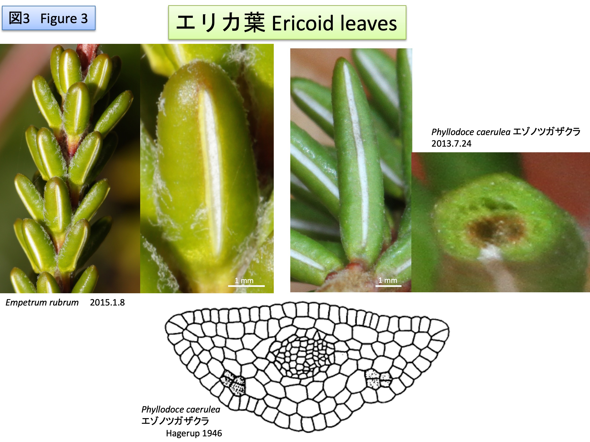 Erica Ericeae エリカ ericoid leaves エリカ葉