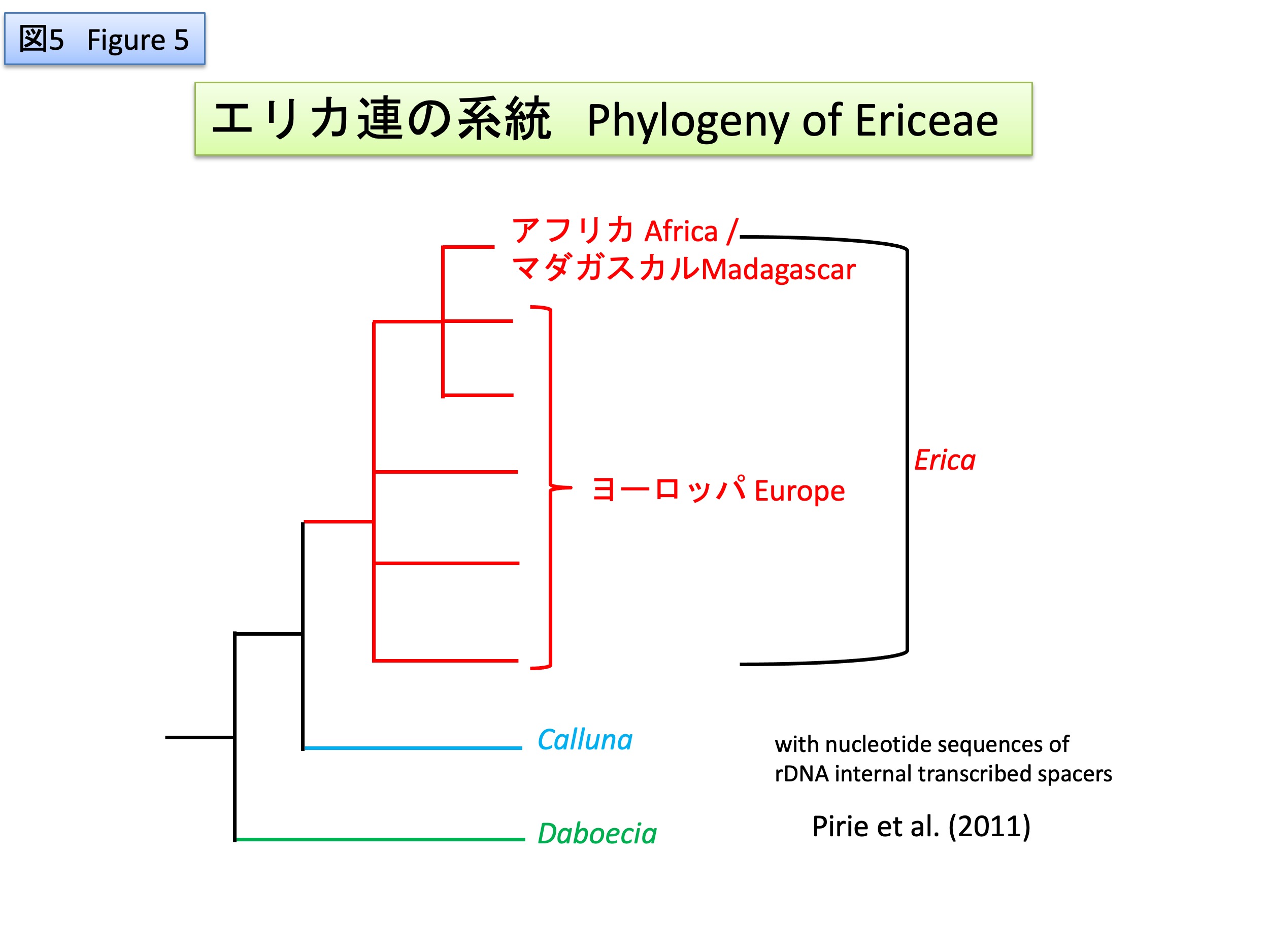 Phylogeny of Ericeae Erica Calluna Daboecia エリカ　カルーナ　ダボエキア　ダボエシア