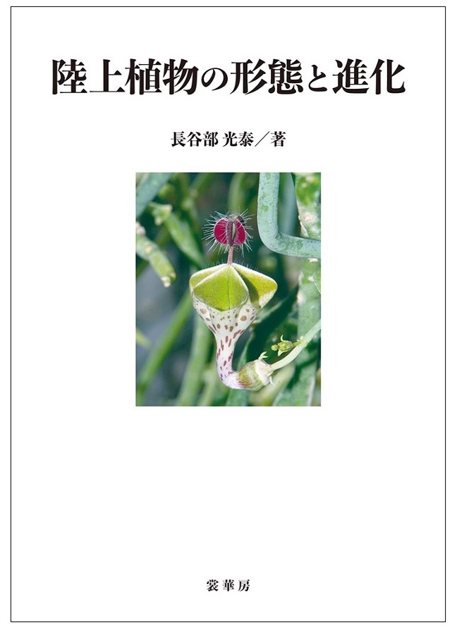 オオミヤシの種子の形 Seed shape of Lodoicea maldivica | 植物発生