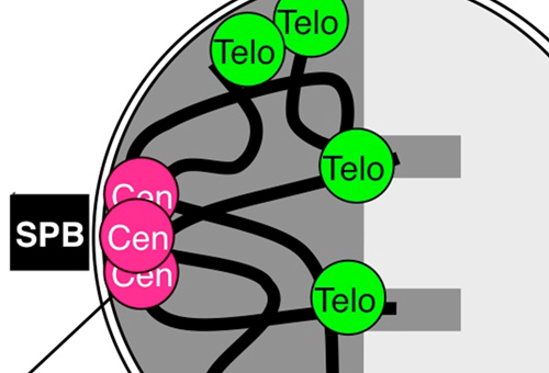 減数分裂における細胞核・クロマチン構造の変換メカニズム