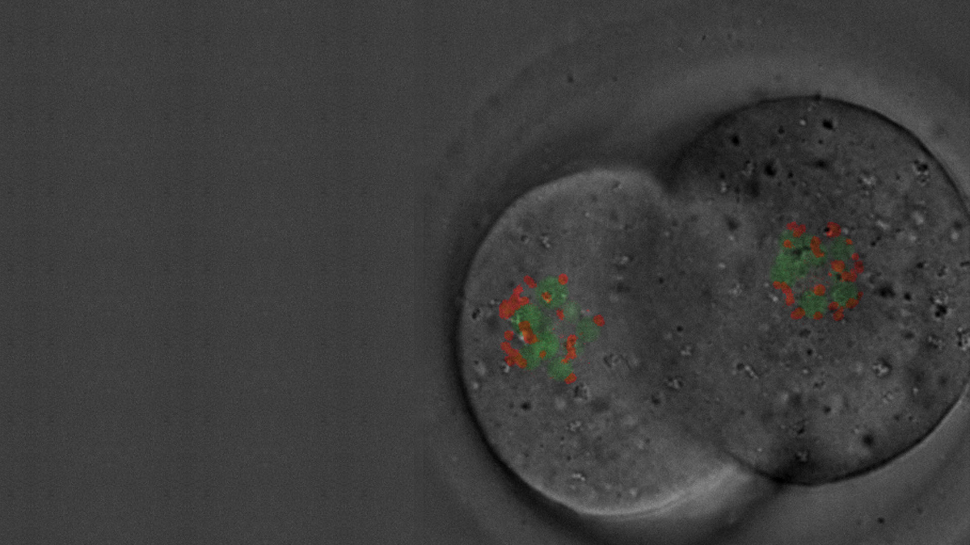 新学術領域研究「遺伝子制御の基盤となるクロマチンポテンシャル」クロマチン潜在能