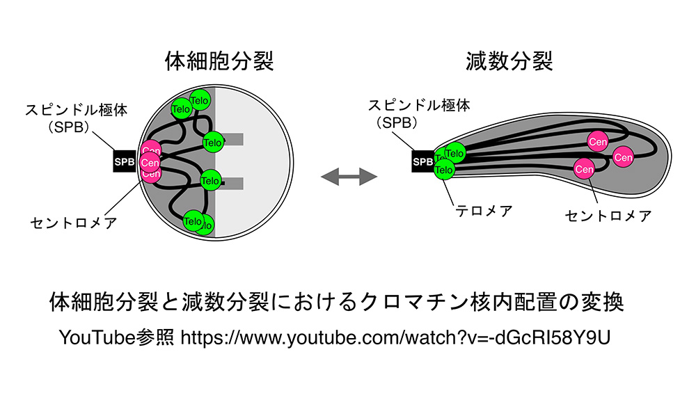 減数分裂における細胞核・クロマチン構造の変換メカニズム