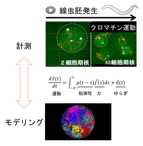 物理計測と理論モデル構築によるクロマチンポテンシャルの理解