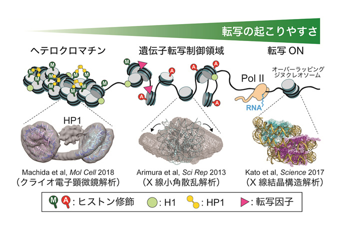 ヌクレオソーム高次構造とダイナミクスの解析によるクロマチン潜在能の解明