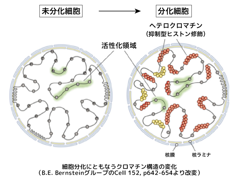 ヘテロクロマチン構造形成の分子機構