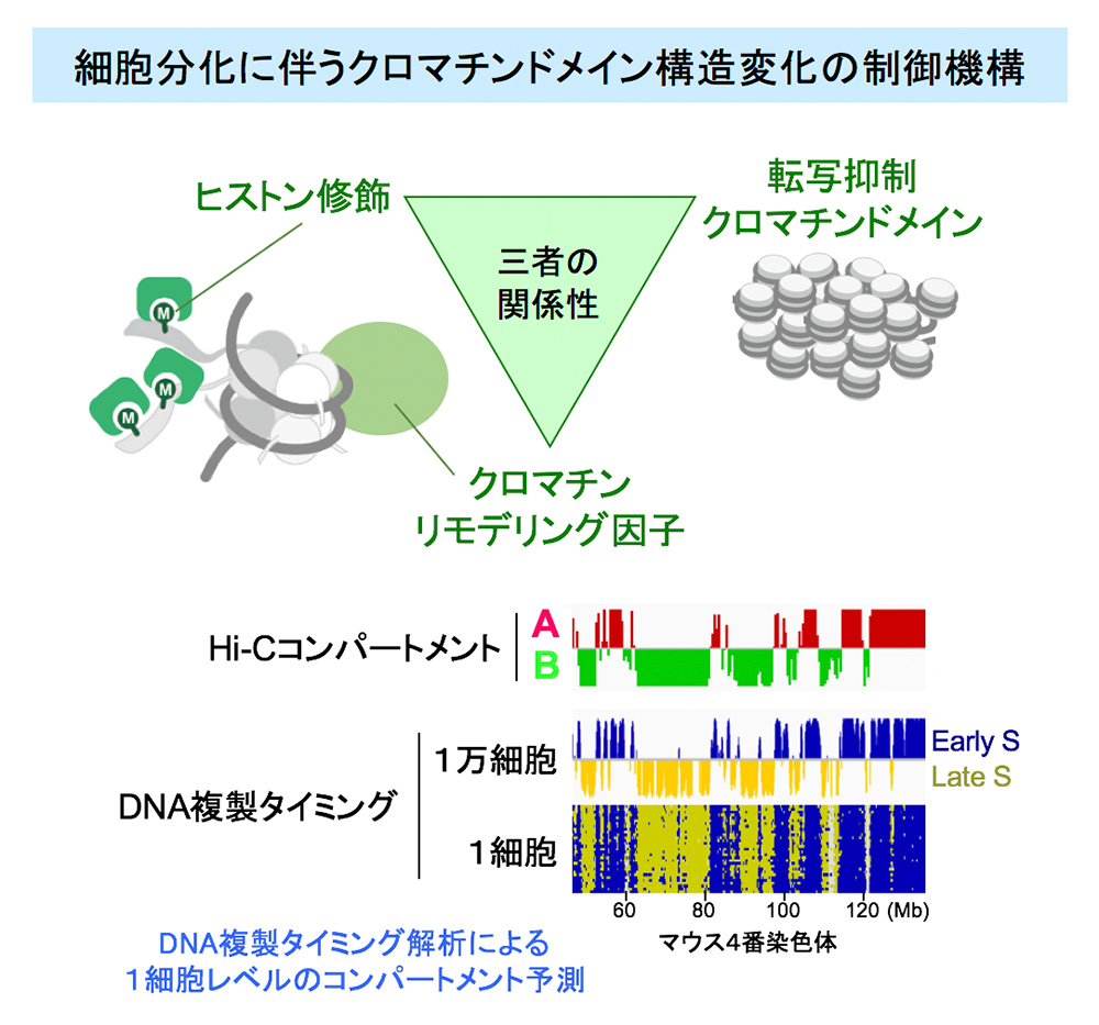 細胞分化にともなうクロマチンポテンシャルの変化とその分子機構