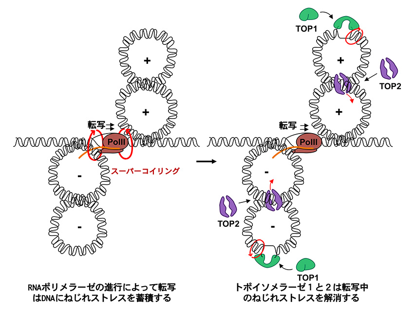 遺伝子発現におけるDNAトポロジーの役割 Role of DNA topology in gene expression.