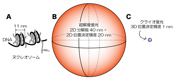 クライオ蛍光顕微鏡による細胞核内構造の超微細イメージング