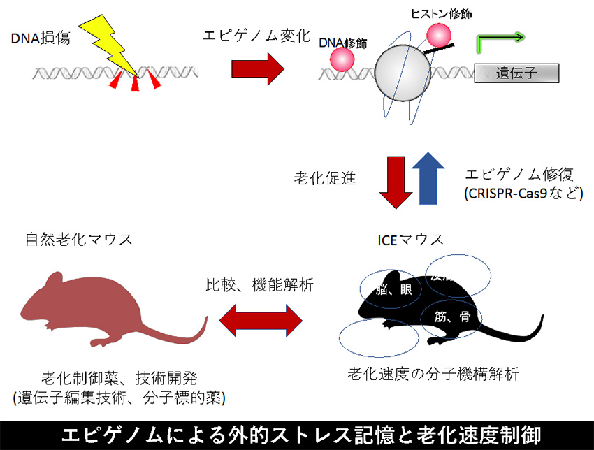 クロマチンによる外的環境記憶と老化速度制御機構