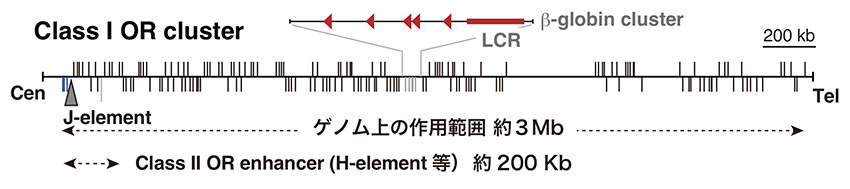 嗅覚受容体とβグロビン、2つの遺伝子クラスターが織りなすクロマチンポテンシャル