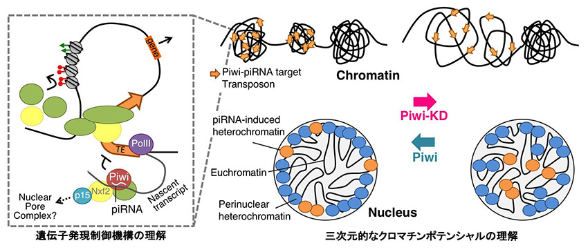 小分子RNAが制御するクロマチンポテンシャルと遺伝子発現