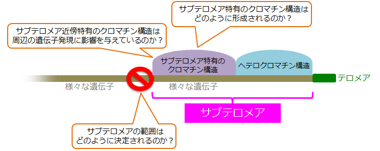 サブテロメアクロマチンポテンシャルの分子メカニズム