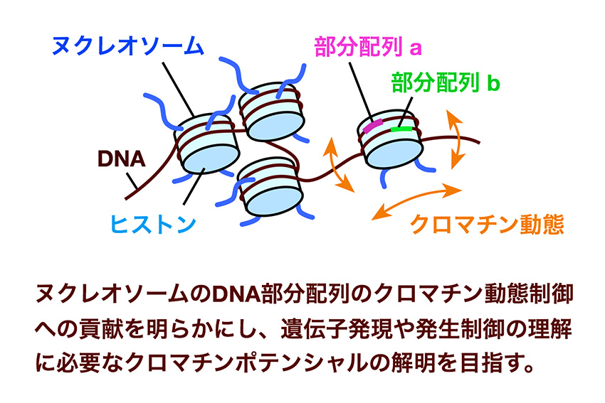 ヌクレオソームDNAの部分配列がもつクロマチンポテンシャルの解明