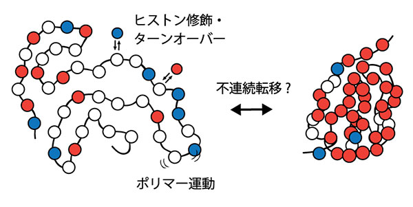 クロマチン構造転移の統計物理学