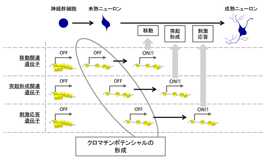 生体内ニューロン分化における高時間解像度・多階層クロマチンポテンシャルの解析