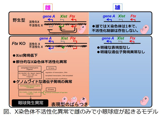 長鎖ノンコ―ディングRNAが制御する個体発生とヘテロクロマチン形成メカニズム