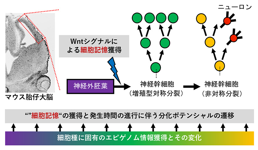 哺乳類神経幹細胞における細胞記憶を制御するクロマチンポテンシャルの分子機構の解明