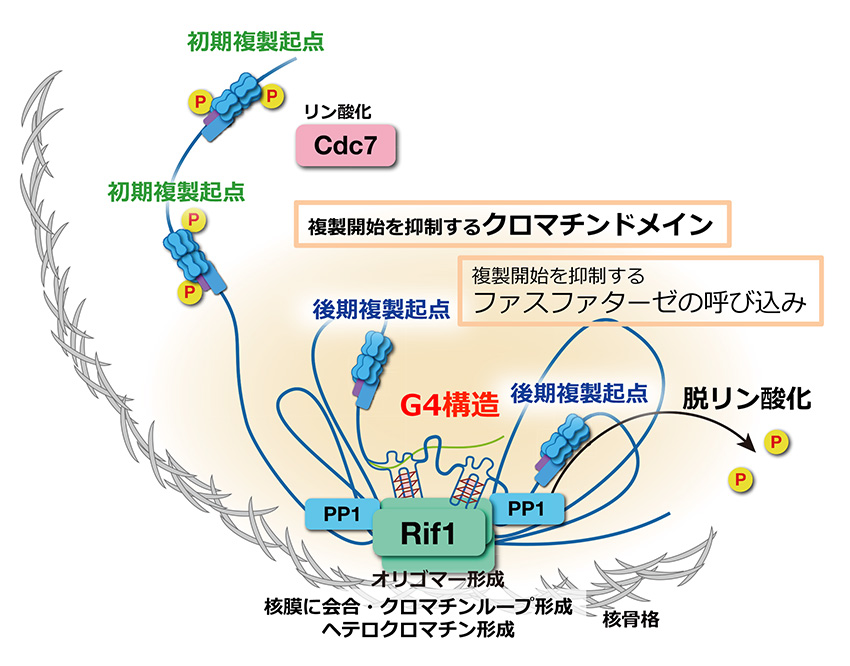 グアニン4重鎖を介して核膜近傍に形成されるクロマチンドメインによる染色体動態制御