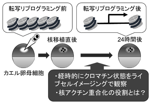 転写リプログラミングにおけるクロマチン構造変化の階層的理解