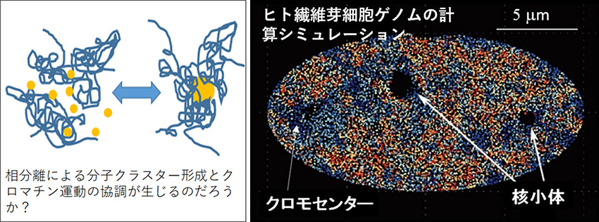 相分離による分子液滴クラスター形成とクロマチン相互作用