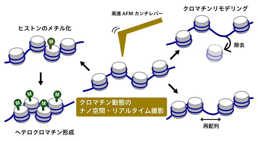 クロマチンリモデリングの実時空間イメージング