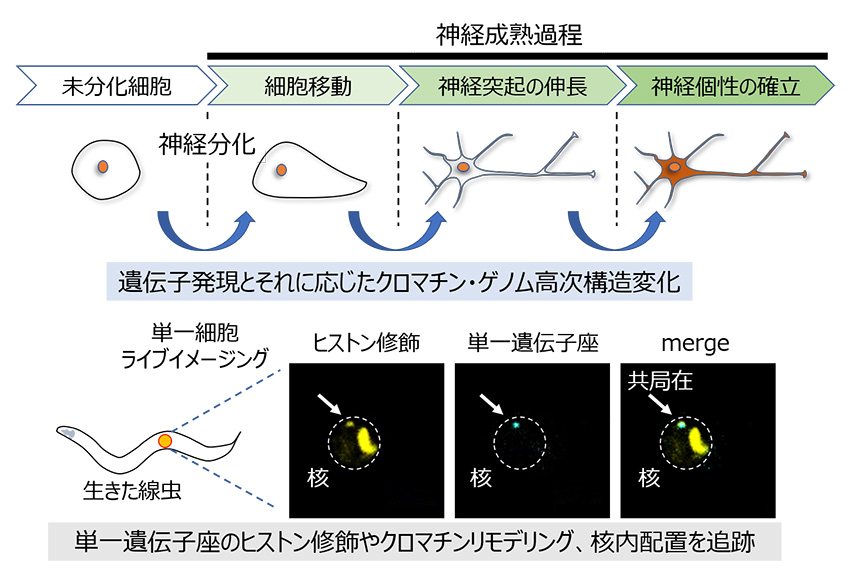 神経個性を決める潜在的クロマチン変化の意義とその制御機構の解明